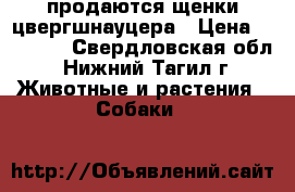 продаются щенки цвергшнауцера › Цена ­ 25 000 - Свердловская обл., Нижний Тагил г. Животные и растения » Собаки   